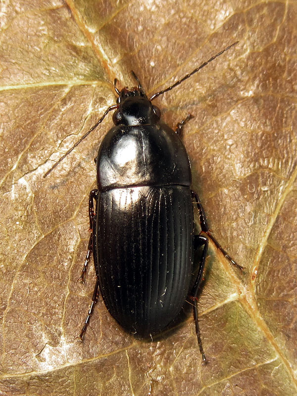 Carabidae: Oodes helopioides